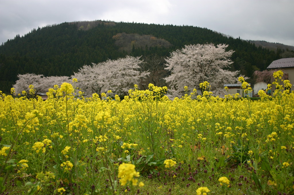 菜の花様専用 culto.pro